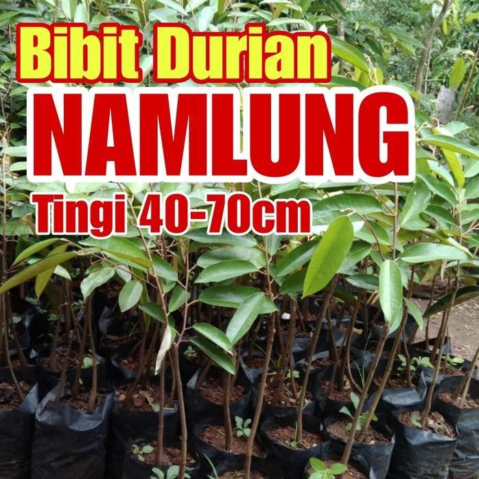

Terlaris Bibit Durian Namlung Tinggi 40-70Cm Batang Tunggal