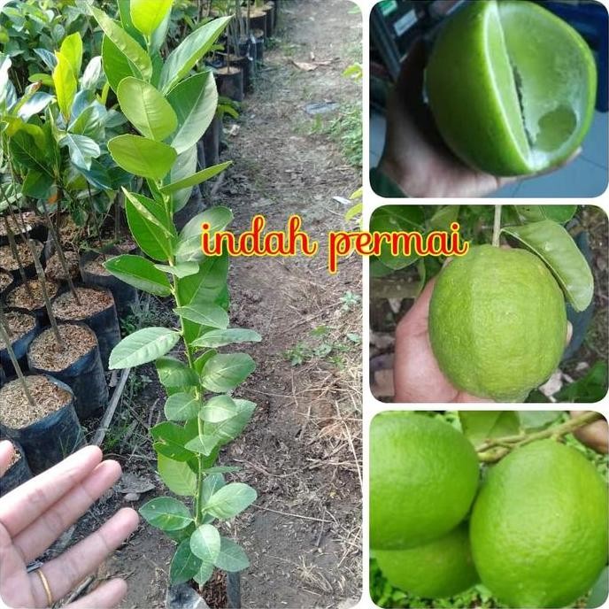 

Terlaris Bibit Jeruk Nipis Bangkok Super