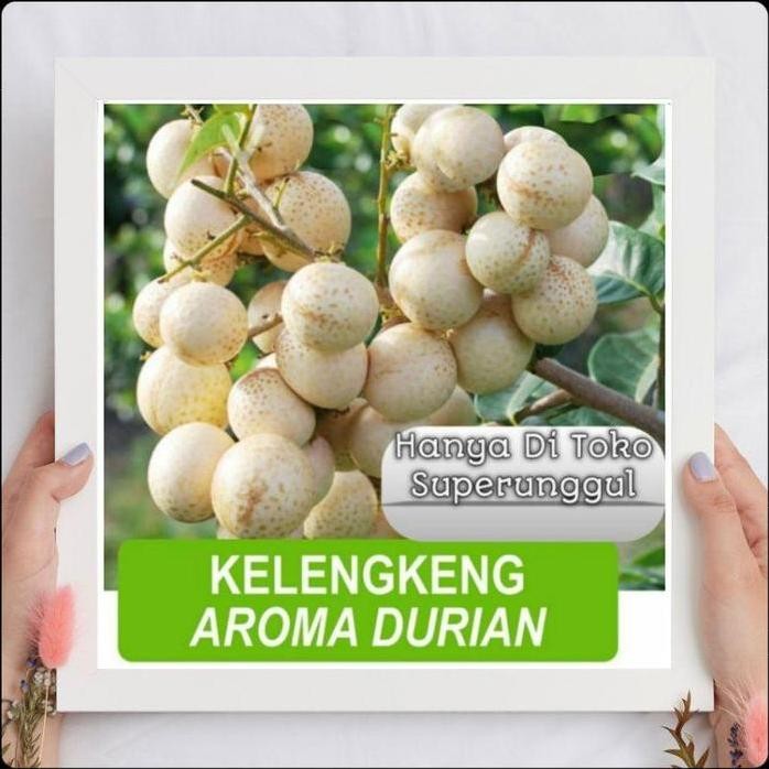 

Terlaris Ready Bibit Kelengkeng Aroma Durian