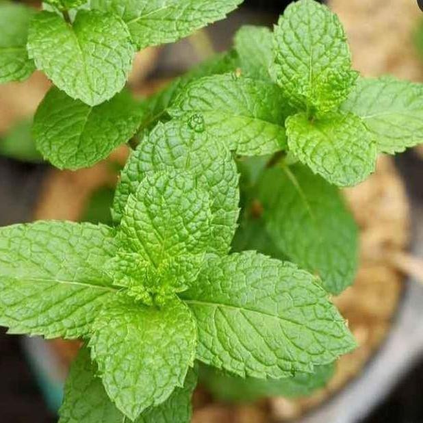 

Terlaris Bibit Tanaman Daun Mint