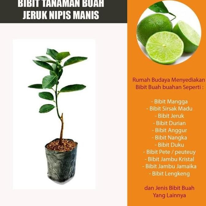 

Terlaris Ing4T Bibit Tanaman Buah Jeruk Nipis Manis - Nimas K0Y Obraall