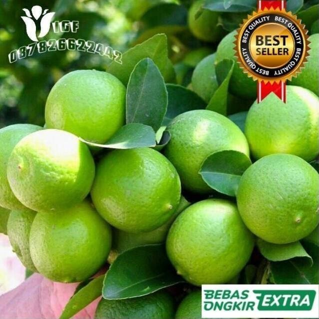 

Terlaris Bibit Jeruk Nipis Hasil Okulasi Cepat Berbuah
