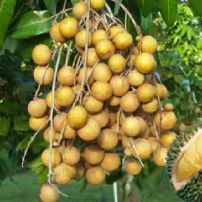 

Terlaris Bibit Kelengkeng Aroma Durian
