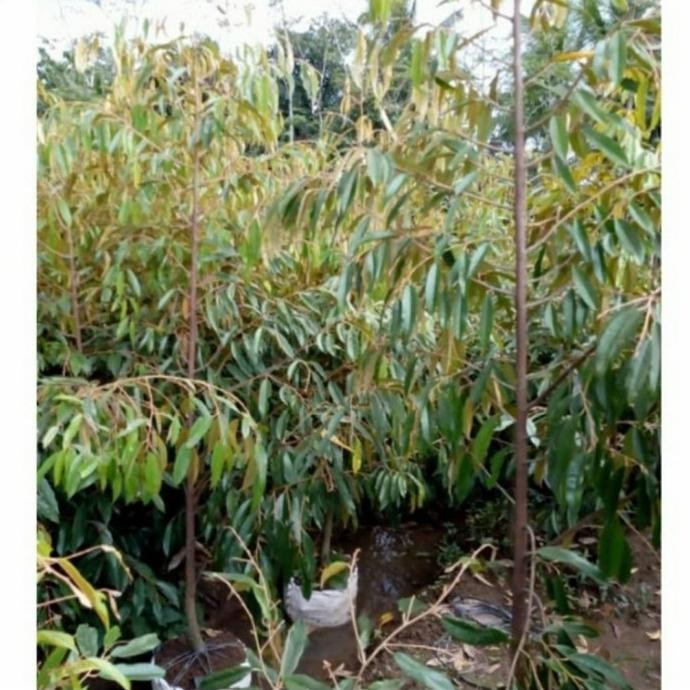 

Terlaris Bibit Pohon Durian Musang King