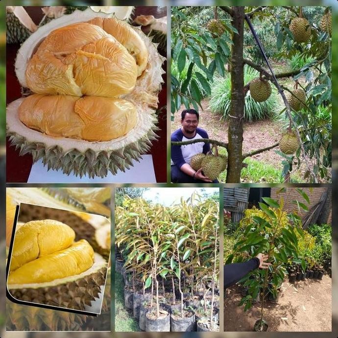 

Terlaris 3 Bibit Tanaman Durian Matahari Unggul