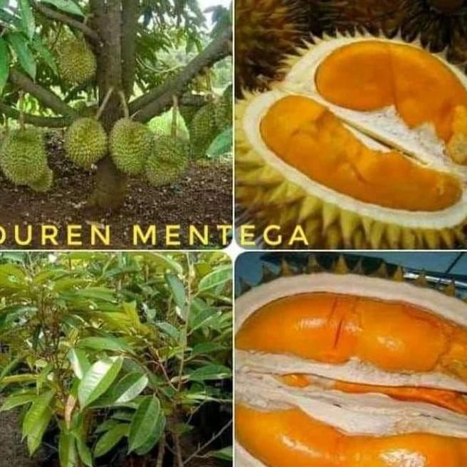 

Terlaris Bibit Durian Mentega Super