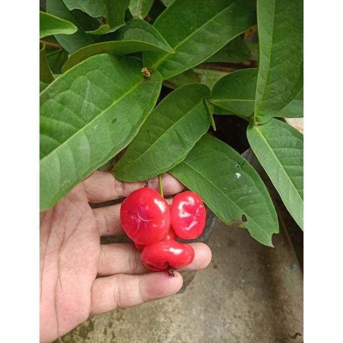 

Terlaris Bibit Pohon Jambu Air Kancing Merah Sudah Berbuah