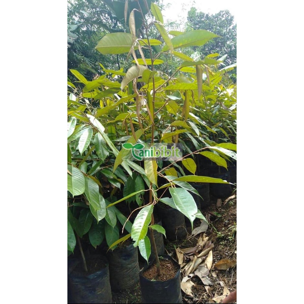 

Terlaris Pohon Durian Monthong 1Meter/ Bibit Durian Montong