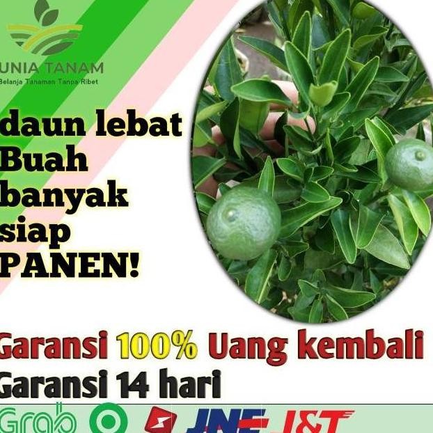 

Terlaris [Berbuah Rimbun] Bibit Tanaman Buah Jeruk Keep Kip Purut Nipis Lemon