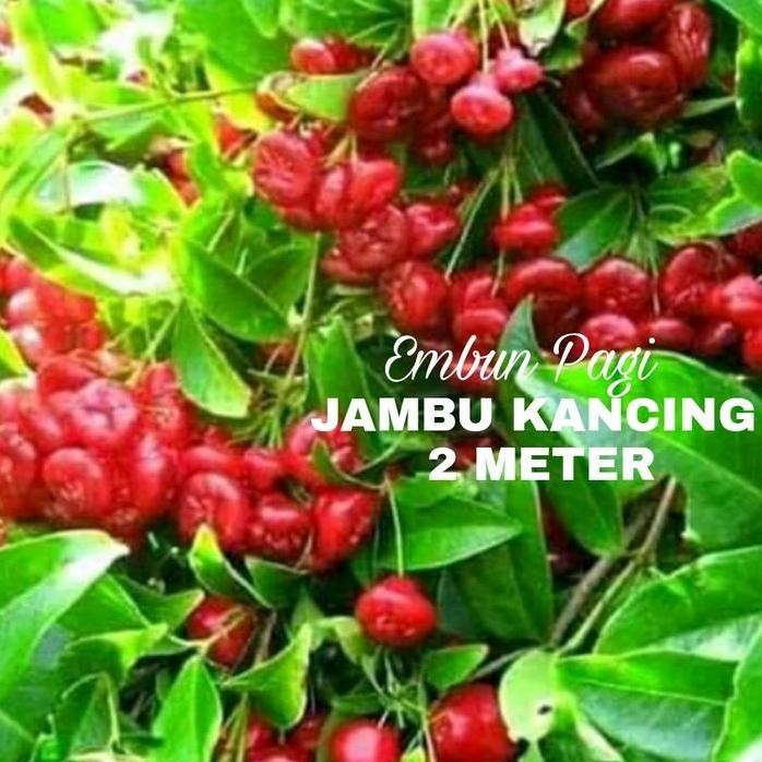 

Terlaris Bibit Jambu Kancing Merah 2 Meter Batang Besar Tambulapot Batang Besar