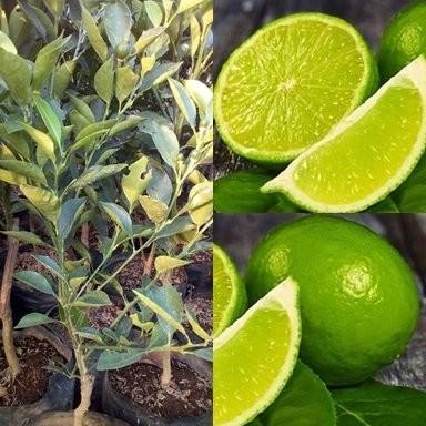 

Terlaris Bibit Jeruk Nipis