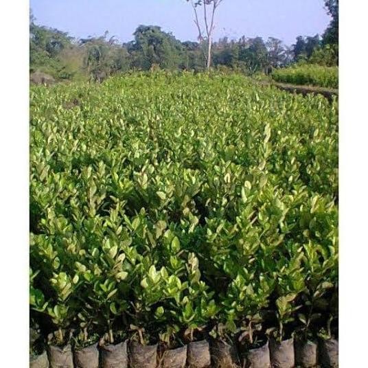 

Terlaris Bibit Okulasi Jeruk Nipis