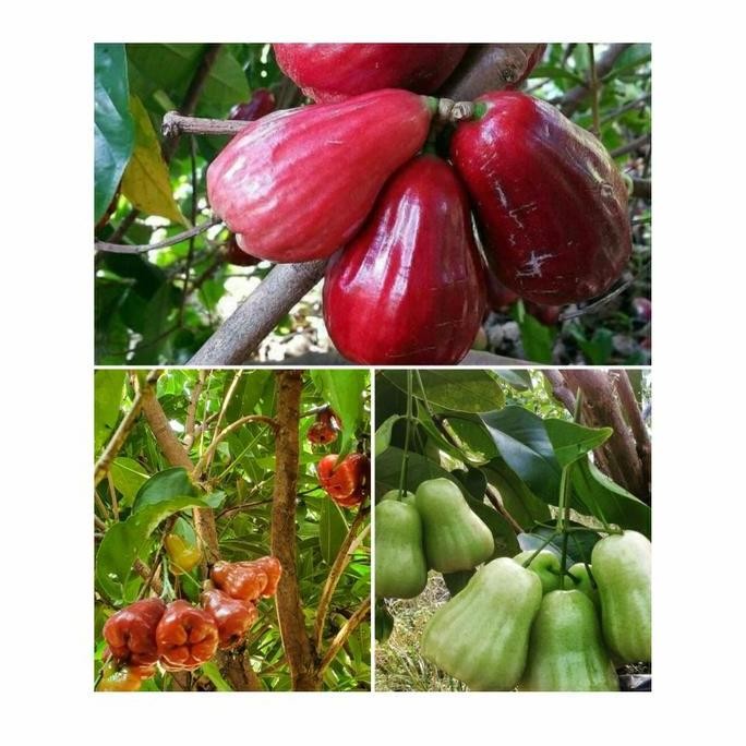 Terlaris 1 Paket Isi 3 Bibit Jambu Air Jamaika+Cincalo Merah+Cincalo Hijau