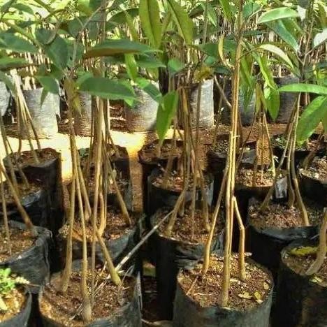 

Terlaris Bibit Tanaman Durian Bawor Kaki Pohon Durian