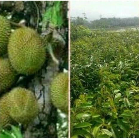 

Terlaris Bibit Tanaman Buah Durian Petrok Isi 2 Pcs