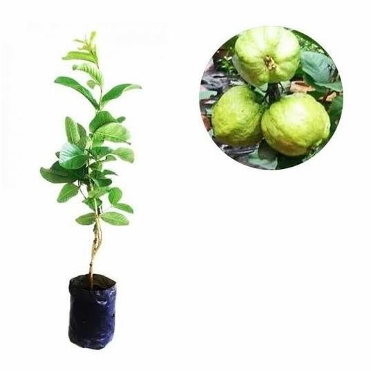 

Terlaris Bibit Tanaman Buah Jambu Kristal Sudah Berbuah
