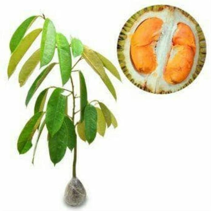 

Terlaris Bibit Tanaman Buah Durian Simas