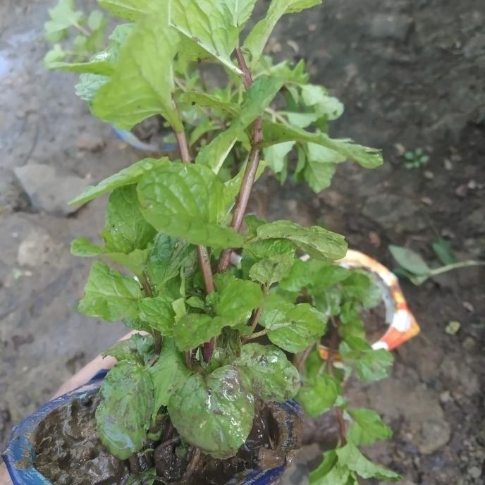 

Terlaris Bibit Tanaman Daun Mint Ukuran Mini Siap Tana