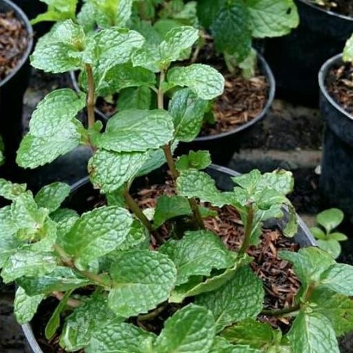 

Terlaris Bibit Tananaman Daun Mint