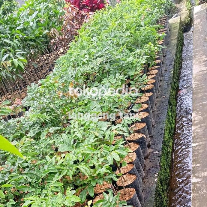 

Terlaris Tanaman Bibit Kelengkeng Rasa Aroma Durian
