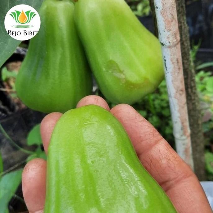 

Terlaris Bibit Jambu Green Giant | Pohon Jambu Air | Tanaman Buah Jambu Okulasi
