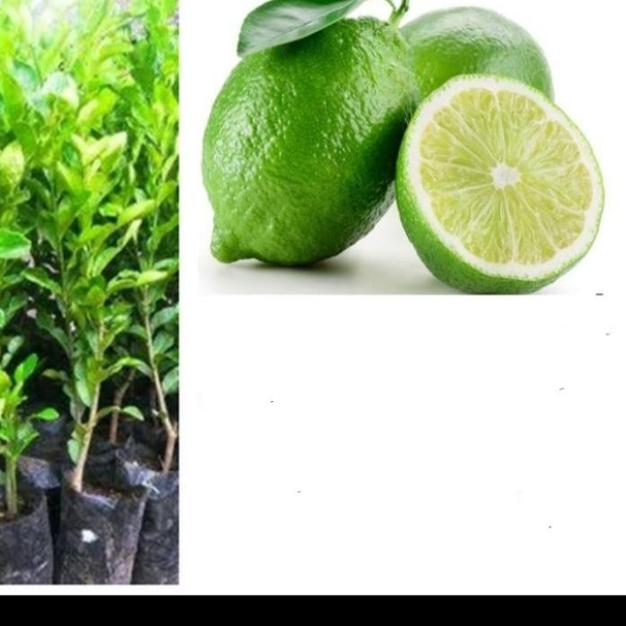 

Terlaris Bibit Tanaman Pohon Jeruk Nipis Hasil Okulasi Jaminan Asli Mmz