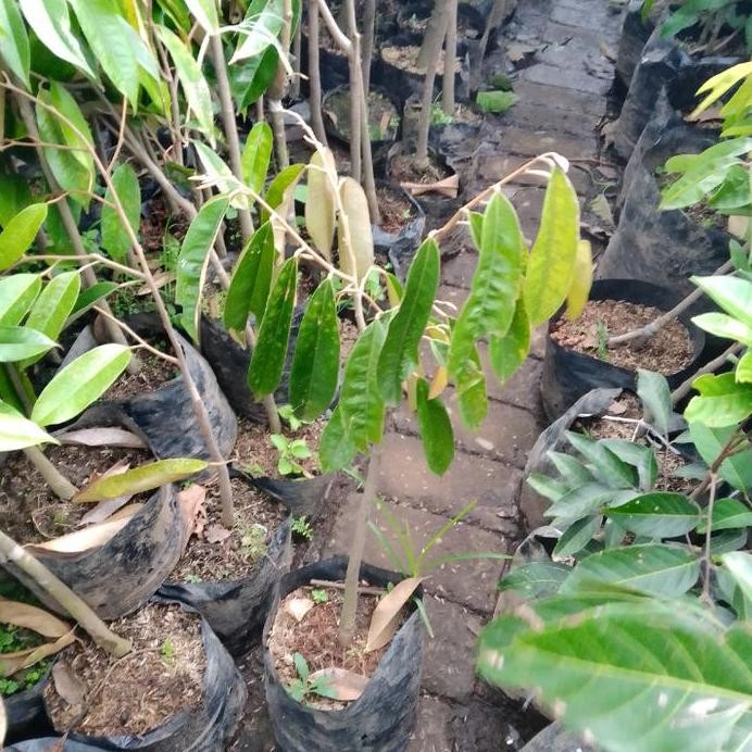 

Terlaris Bibit Durian Bawor Tinggi 60Cm