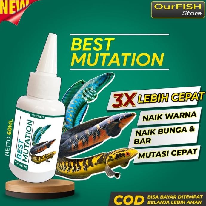 Terlaris Best Mutation Obat Mutasi Ikan Channa Vitamin Ikan Channa Maru Barca