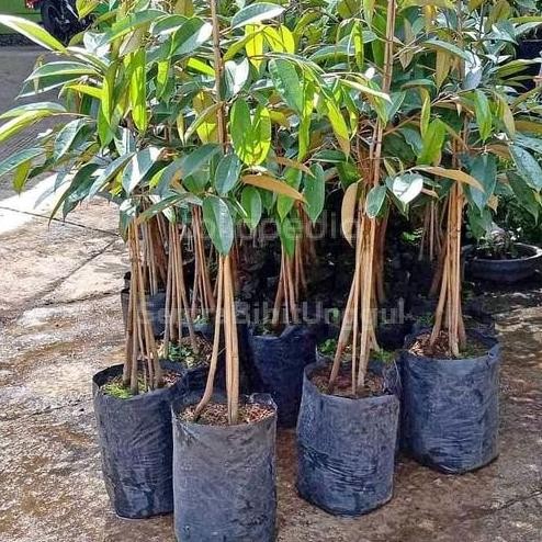 

Terlaris Bibit Durian Kaki 3 (Musangking Bawor Montong Merah Tembaga Dll)