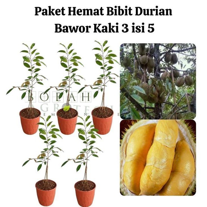 

Terlaris Paket Hemat Bibit Durian Bawor Kaki 3 Isi 5 Bonus Bibit Strawberry