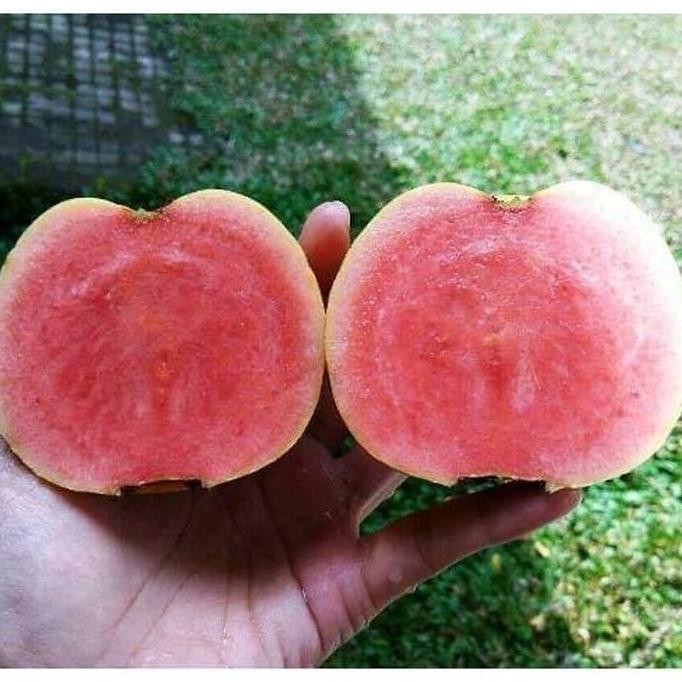 

Terlaris Bibit Jambu Kristal Merah Tanpa Biji
