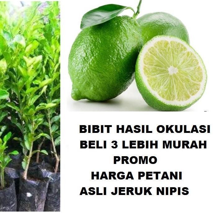 

Terlaris Bibit Tanaman Pohon Jeruk Nipis Hasil Okulasi Jaminan Asli Supeerr