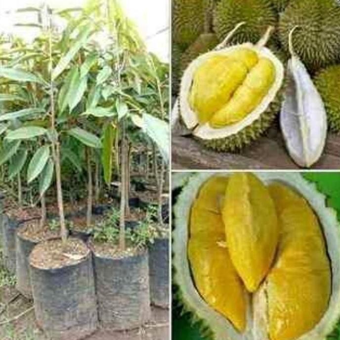 

Terlaris Bibit Durian Musangking Beli 1 Gratis 1