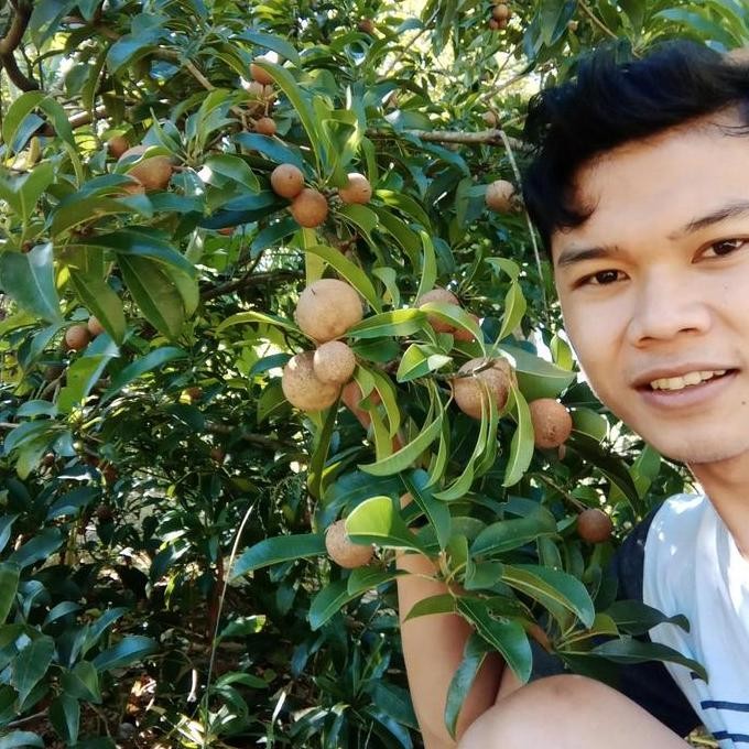 Bibit sawo manila buah sawo tanaman sawo hasil cangkok