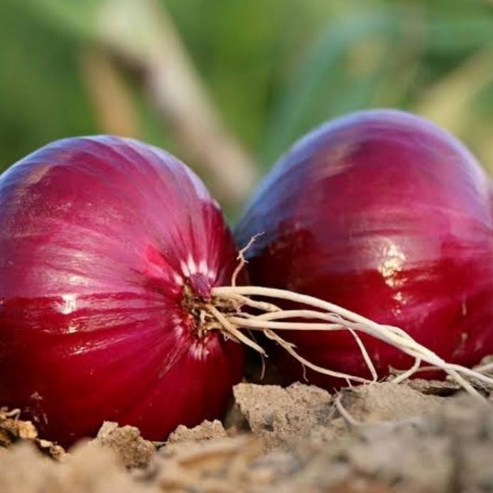 

Terlaris Ready Fresh Benih Bibit Bawang Merah - Ax Seed