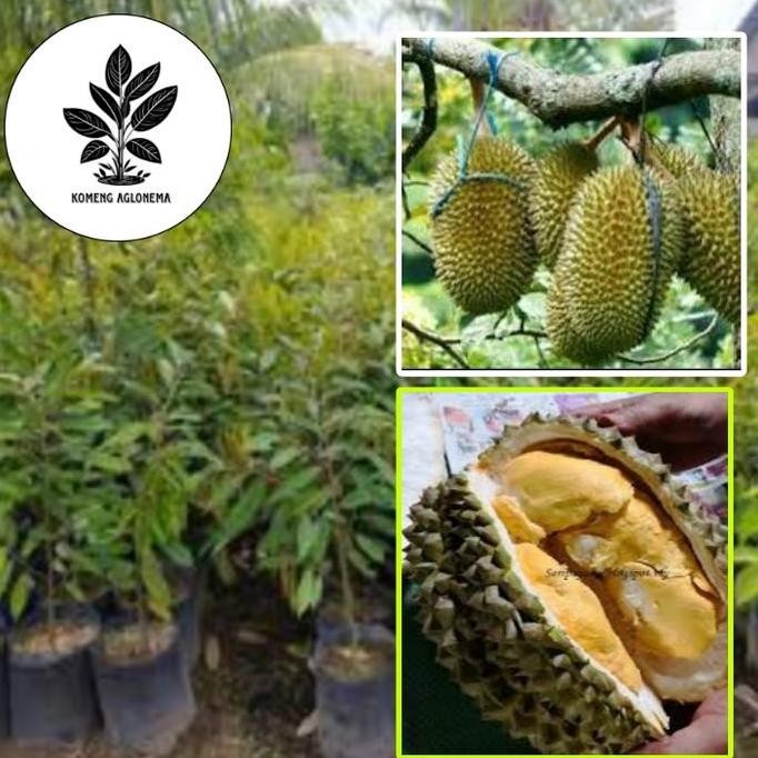 

Terlaris Bibit Durian Matahari Asli Tanaman Buah Hasil Okulasi Tabulampot Cepat Berbuah