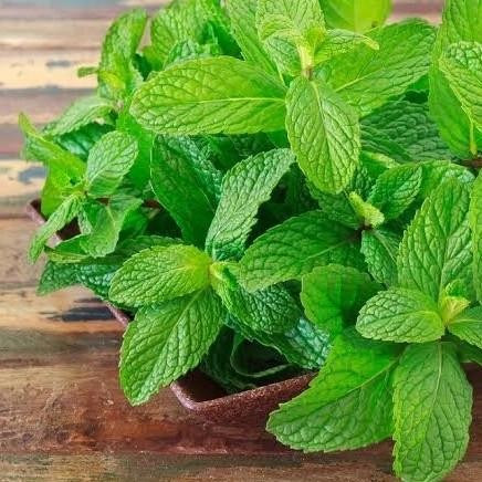 

Terlaris Bibit Tanaman Herbal Daun Mint-Pepppermint-Menthol