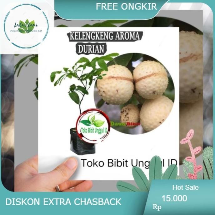 

Terlaris Bibit Kelengkeng Aroma Durian Hasil Okulasi