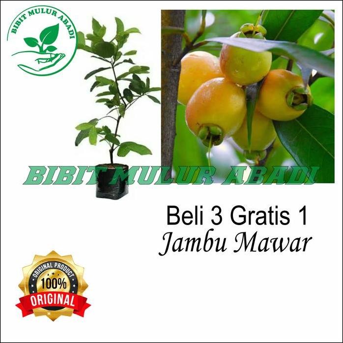 

Terlaris Bibit Buah Jambu Air Mawar / Tanaman / Bibit Buah