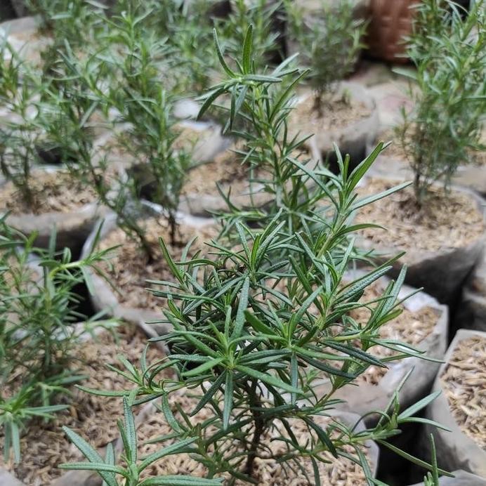 

Terlaris Bibit Rosemary Tanaman Hias Pekayon Bekasi