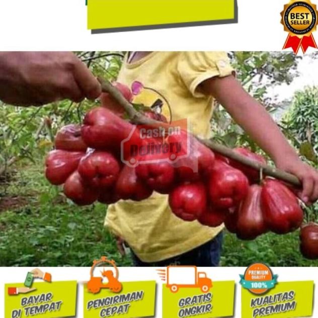 

Terlaris Bibit Jambu Thong Samsi