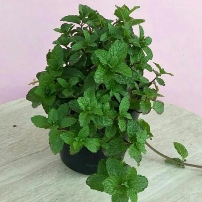 

Terlaris Promo Termurah Paket 4 Bibit Daun Peppermint/Daun Mint