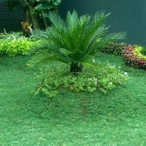 Rumput gajah mini harga per meter