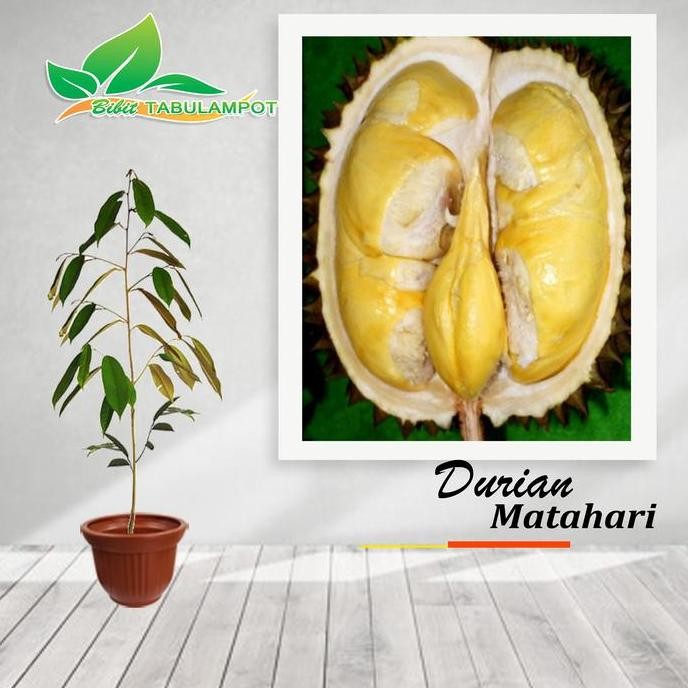 

Terlaris Bibit Tanaman Buah Durian Matahari 60Cm Original