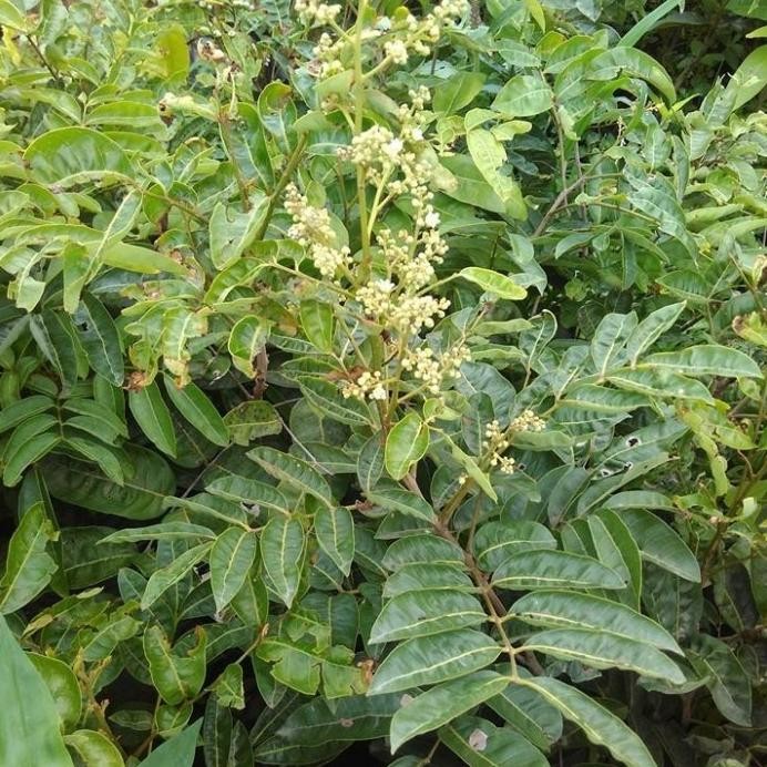 

Terlaris Bibit Kelengkeng Aroma Durian 40Cm