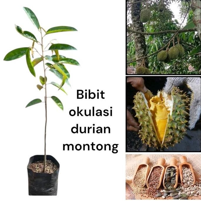 

Terlaris Bibit Durian Montong (Bbt Siap Tanam) Model Jenis Okulasi