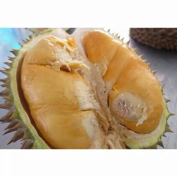 

Terlaris Bibit Tanaman Durian Bawor Hasil Okulasi Siap Berbuah
