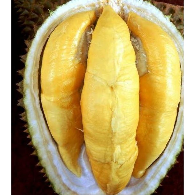 

Terlaris Bibit Durian Musangking Jumbo Unggulan Super Batang Pendek Pembibitan