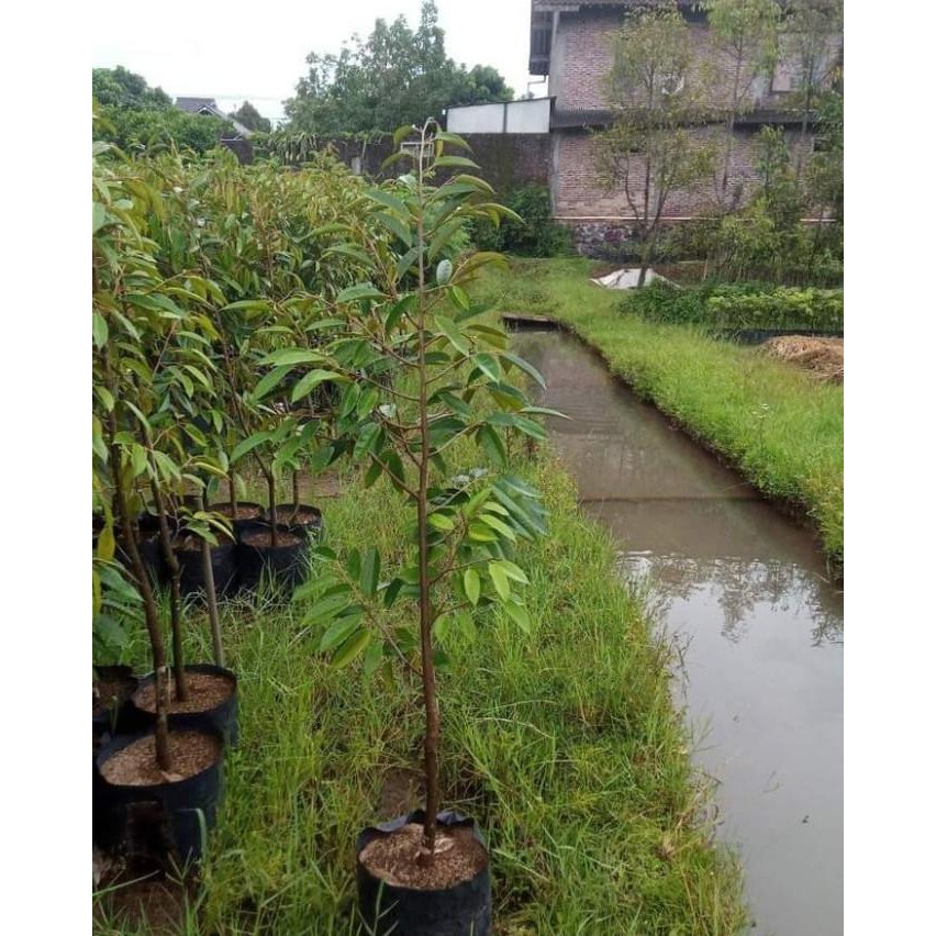 

Terlaris Bibit Durian Musangking Ukuran 1 Meter Up, Siap Di Kebunkan
