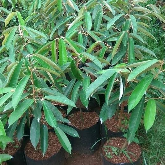 

Terlaris Bibit Tanaman Durian Pelangi Unggul